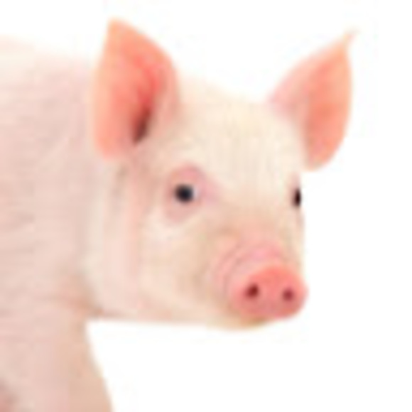 Meet your Posher, Allison - Picture 1 of 1